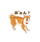 柴犬 あっち（個別スタンプ：3）