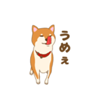 柴犬 あっち（個別スタンプ：7）