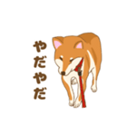 柴犬 あっち（個別スタンプ：8）