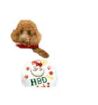 トイプードルのぷう（個別スタンプ：5）