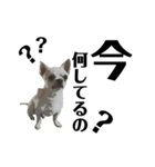 愛犬レゴの日常〜日本語ver.〜（個別スタンプ：4）