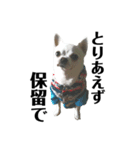 愛犬レゴの日常〜日本語ver.〜（個別スタンプ：7）