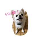 犬のおまわり、ポッキーくん。（個別スタンプ：1）