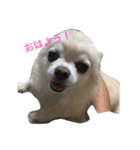 犬のおまわり、ポッキーくん。（個別スタンプ：2）