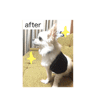 犬のおまわり、ポッキーくん。（個別スタンプ：5）