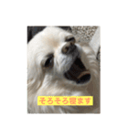 犬のおまわり、ポッキーくん。（個別スタンプ：9）
