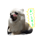 犬のおまわり、ポッキーくん。（個別スタンプ：10）