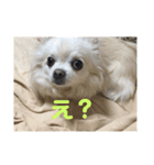犬のおまわり、ポッキーくん。（個別スタンプ：12）