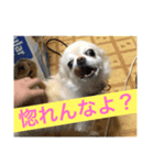 犬のおまわり、ポッキーくん。（個別スタンプ：14）