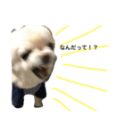 犬のおまわり、ポッキーくん。（個別スタンプ：16）
