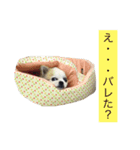 ブサカワチワワ（個別スタンプ：2）