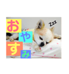 ブサカワチワワ（個別スタンプ：4）