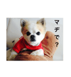 ブサカワチワワ（個別スタンプ：5）