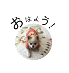 ブサカワチワワ（個別スタンプ：12）