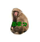 おさるの門三郎（個別スタンプ：10）