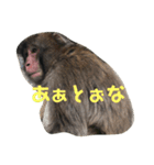おさるの門三郎（個別スタンプ：16）