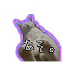 CATSスタンプ（個別スタンプ：2）
