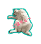 CATSスタンプ（個別スタンプ：3）