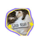 CATSスタンプ（個別スタンプ：4）