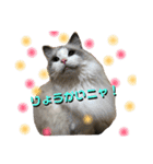 CATSスタンプ（個別スタンプ：5）