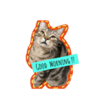 CATSスタンプ（個別スタンプ：6）