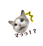 CATSスタンプ（個別スタンプ：7）