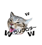 CATSスタンプ（個別スタンプ：8）
