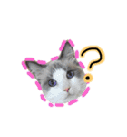 CATSスタンプ（個別スタンプ：10）