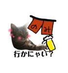 CATSスタンプ（個別スタンプ：11）
