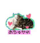 CATSスタンプ（個別スタンプ：12）