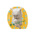 CATSスタンプ（個別スタンプ：13）