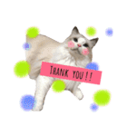 CATSスタンプ（個別スタンプ：14）