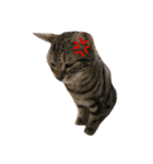 CATSスタンプ（個別スタンプ：15）