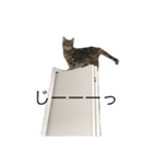 CATSスタンプ（個別スタンプ：16）
