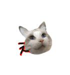 CATSスタンプ（個別スタンプ：17）