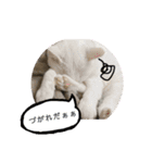 CATSスタンプ（個別スタンプ：19）