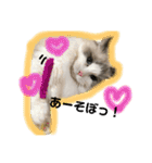 CATSスタンプ（個別スタンプ：20）