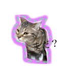 CATSスタンプ（個別スタンプ：21）