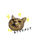 CATSスタンプ（個別スタンプ：22）