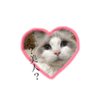 CATSスタンプ（個別スタンプ：24）