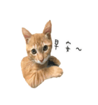 毎日の猫 - DOUZHI（個別スタンプ：1）