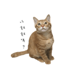 毎日の猫 - DOUZHI（個別スタンプ：2）
