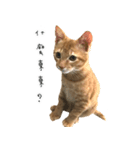 毎日の猫 - DOUZHI（個別スタンプ：3）