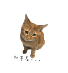 毎日の猫 - DOUZHI（個別スタンプ：4）