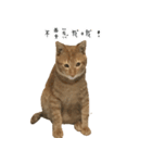 毎日の猫 - DOUZHI（個別スタンプ：7）