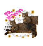 猫のココアちゃん（個別スタンプ：1）