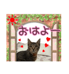 猫のココアちゃん（個別スタンプ：2）