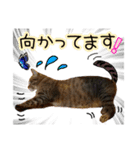 猫のココアちゃん（個別スタンプ：3）