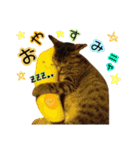 猫のココアちゃん（個別スタンプ：4）