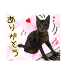 猫のココアちゃん（個別スタンプ：5）